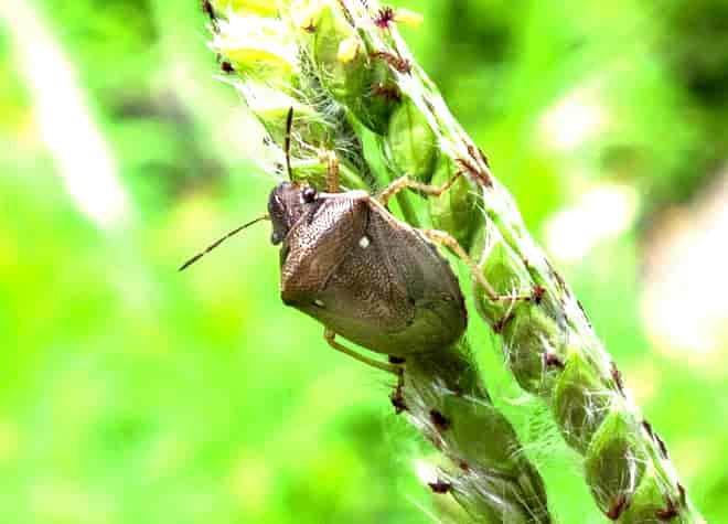 昆虫図鑑・シラホシカメムシ